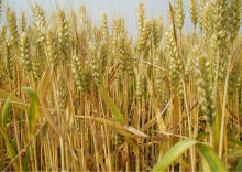 food grade vital wheat gluten