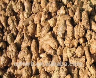 Panax notoginseng