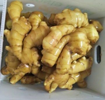 Chinese 20 Years Export Experience Fresh Ginger
