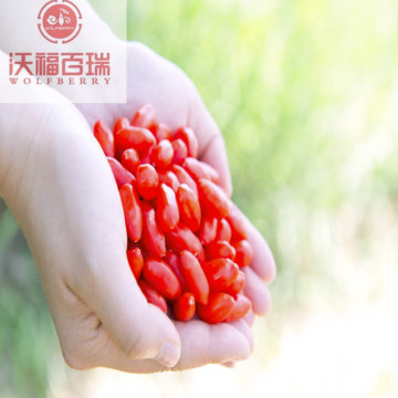 Certified Wholesale Superfood Nutritional goji berries