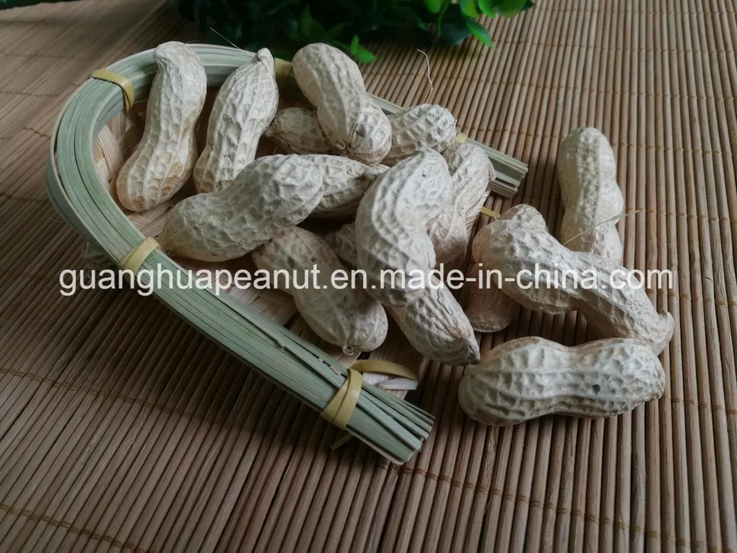 Roasted Peanut in Shell Exporting Quality