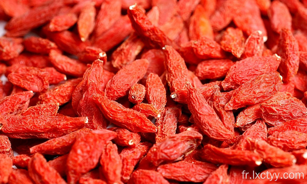 goji rouge sauvage chinois