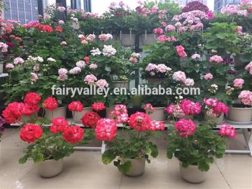 Shanghai Supply Pelargonium hortorum seeds,geranium flower seeds