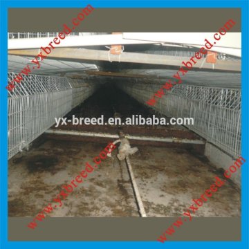 automatic chicken manure removal machine