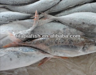 red tail horse mackerel