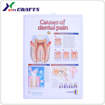 3D ANATOMICAL CHART