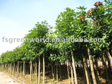 Mangifera indica fruit trees good variety