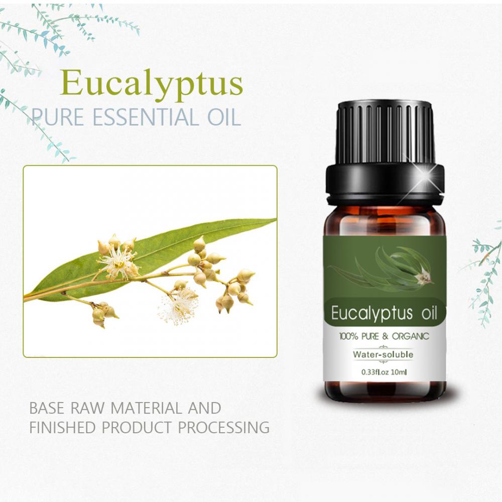 Heiße Verkäufe rein natürlicher Pflanzen Eukalyptus ätherisches Öl
