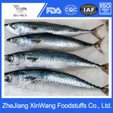 Frozen Mackerel Frozen Saba Fish