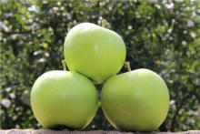 Orgin fresh Green Granny Smith apples