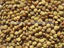 new crop green lentils