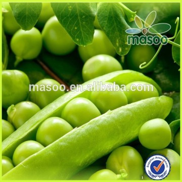 China peas of petite peas,baby sweet peas/popular peas