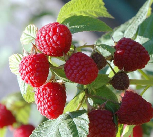 Aceite esencial de semilla de frambuesa roja orgánica a granel