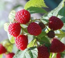 Bulk  Red Raspberry Seed Essential Oil
