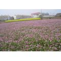 Miele di fiori di campo biologico grezzo puro al 100%