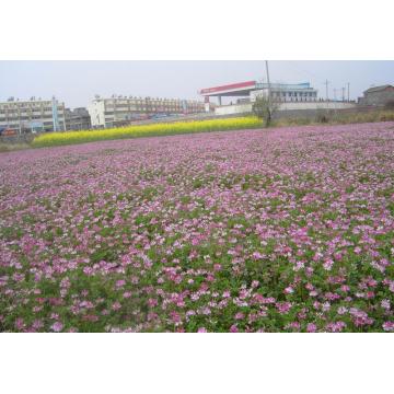 100% pur miel de fleurs sauvages biologiques brutes