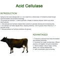 Axit cellulase để cải thiện khả năng tiêu hóa của động vật