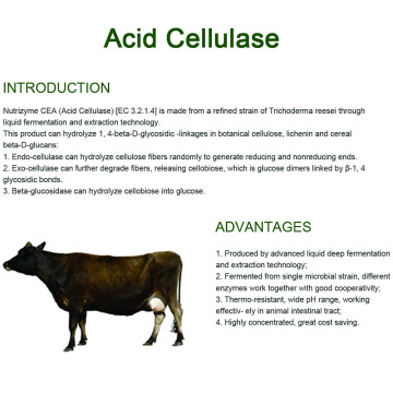 Celulase ácida para melhorar a digestibilidade dos animais