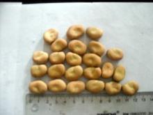 Broad beans