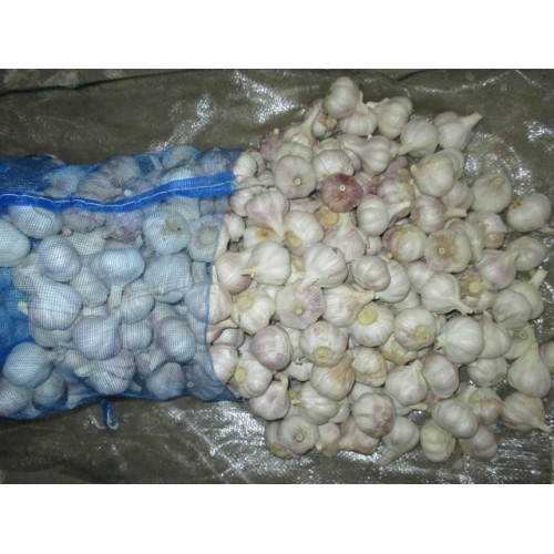 Purchase Cold Storage Normal White Garlic