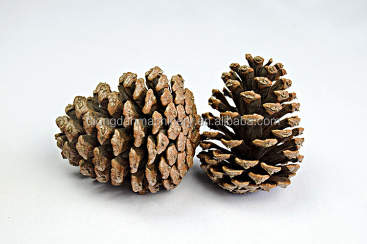 Fully automatic pine nut cracker pine cone separating machine Mongolia pinoli sheller pine nut processing equipment on sale