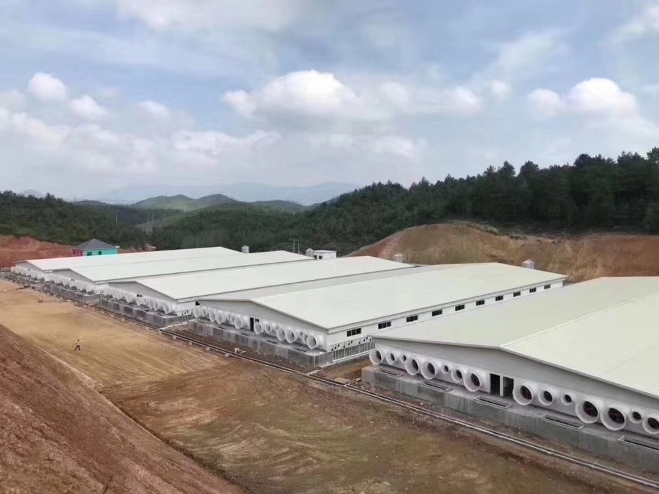 China Steel Structure Prefabricated Shed House Pig Poultry Farms