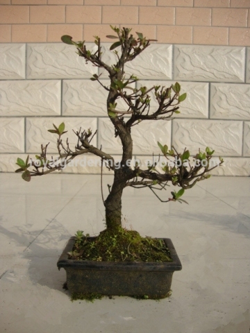 Rhododendron simsii bonsai