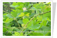 Pueraria P.E.(CAS No:3681-99-0) pueraria mirifica extract
