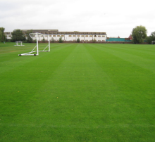Bermuda grass seeds for sports turf