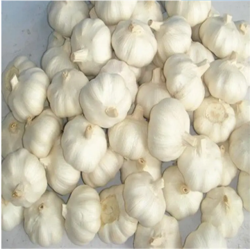 Pure white garlic small size