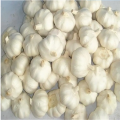 Pure white garlic small size