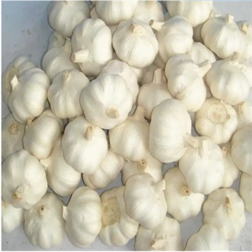 Pure white garlic small size