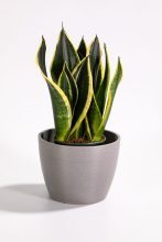 Small Round Indoor Flower Pot