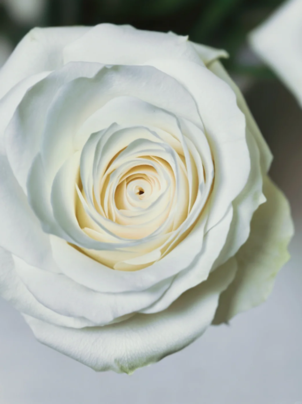 গর্বিত সাদা গোলাপ Proud White Rose