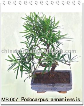mini bonsai