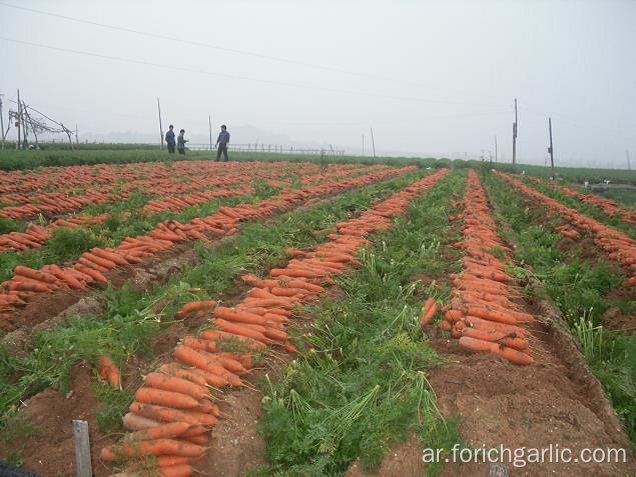 Sizes 200-250g الجزر الطازج في الكرتون