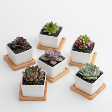 White Mini Square Ceramic Flower Pots for Succulents