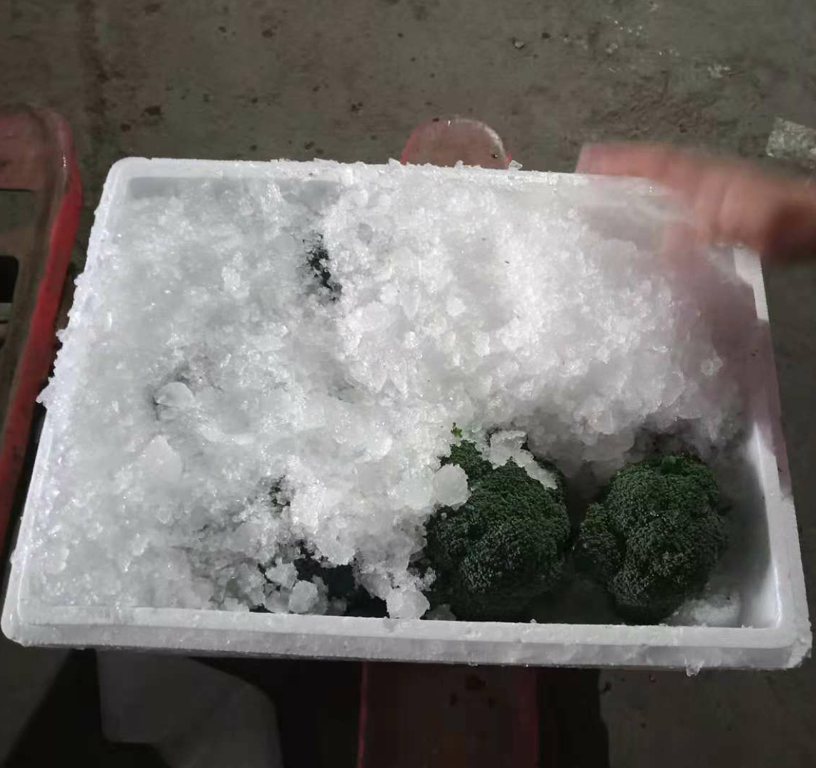 Chinese quality broccoli supply / fresh vegetable export