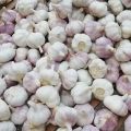 Natural Fresh White Garlic Vegetables From Jinxiang