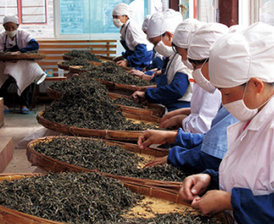 Premium Flavored Pu'er Tea Bags with Unique Taste