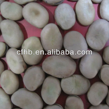 Origin from China Broad beans/ Fava Beans