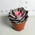 Echeveria with good price