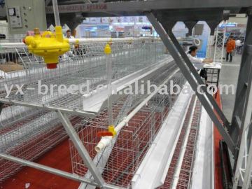 poultry farming layer chicken feeding system