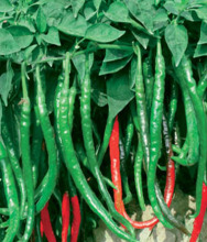 Hybrid Hot Cayenne Pepper Seeds-Early Show King