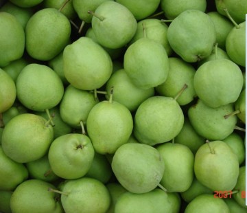 Fresh Su Pear