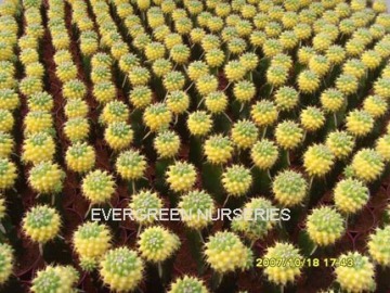 Mammillaria compressa 'aurea'