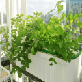 Lndoor Automatisk hydroponics för växt