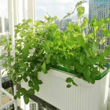 hydroponics automatik untuk tanaman