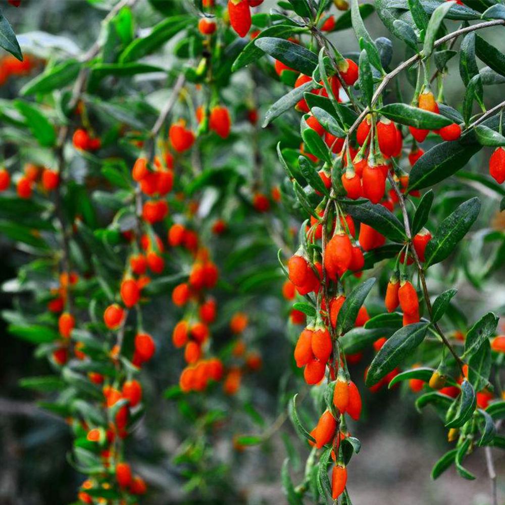 Fresh Goji Berry hữu cơ