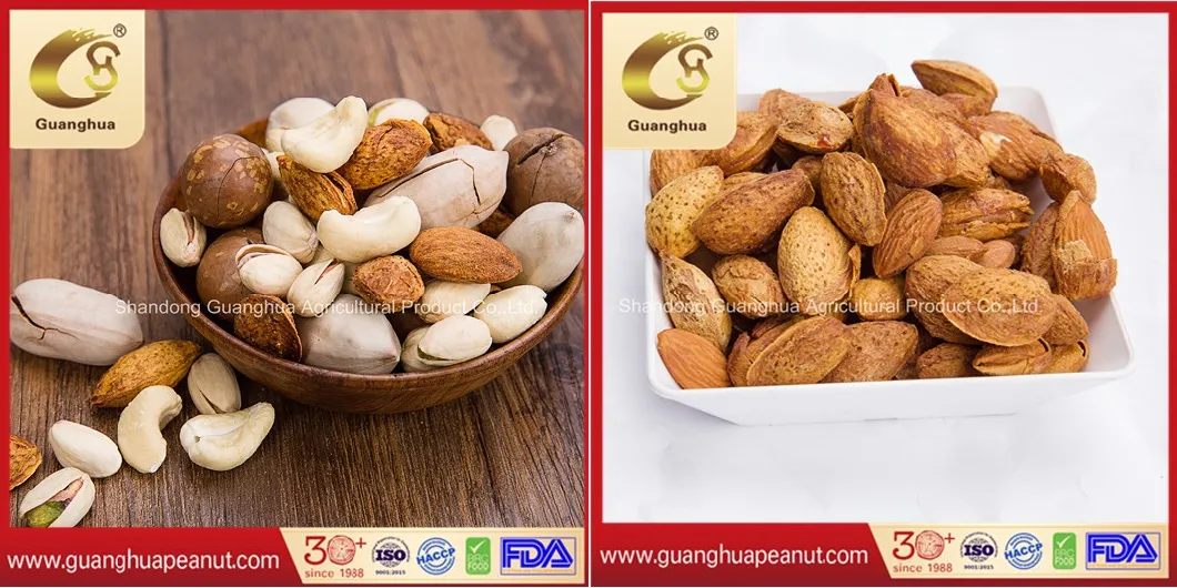 Best Quality Healthy Sweet Delicious Tasty Cheap New Crop New Fragrance Macadamia in Shell